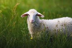Bahçelievler Adak Kurban : Çobanlığın Geçmişi -3-